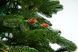 Елка искусственная Christmas Soul &laquo;Рождественская с шишками&raquo; (литая, высота 1,8 м) 768178311811 фото 2